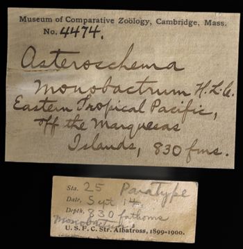 Media type: image;   Invertebrate Zoology OPH-4474 Description: Labels for this specimen included in the specimen tray.;  Aspect: labels